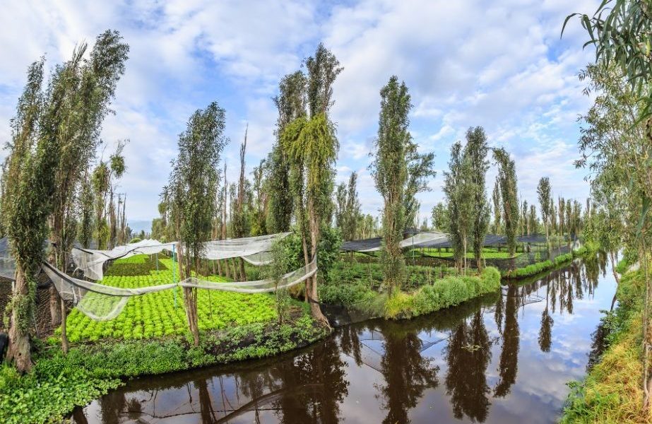  Chinampas 