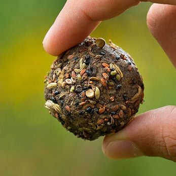 Seed Bombs